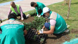 Haliliye’de Çiçekler Toprakla Buluşuyor