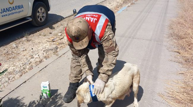 Şanlıurfa'da Reflektif Tasma Uygulaması Başlatıldı