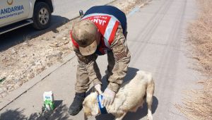 Şanlıurfa'da Reflektif Tasma Uygulaması Başlatıldı