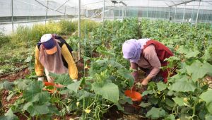 Siverek'teki Seralarda Ürün Çeşitliliği Artıyor