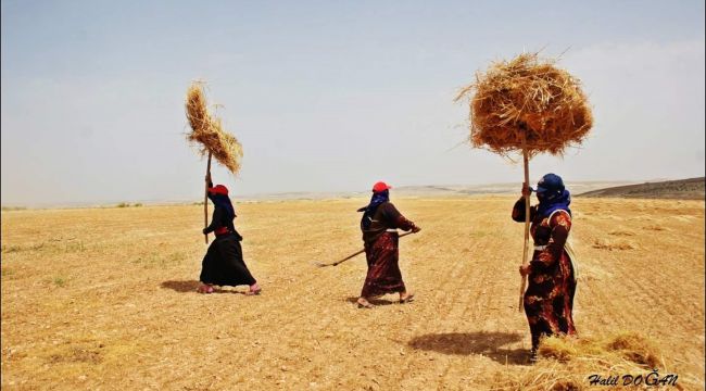 Urfa Çalışma Grubu (UÇG) “Anızı yakma, toprağını verimsizleştirme” dedi