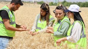 Büyükşehir’den Buğday Hasadı 