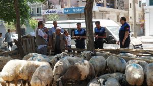 Haliliye Belediyesi Kurban Bayramında 635 Personeliyle Sahada