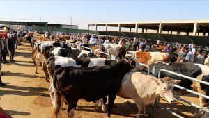  Haliliye’de Kurban Satış ve Kesim Yerleri Belirlendi