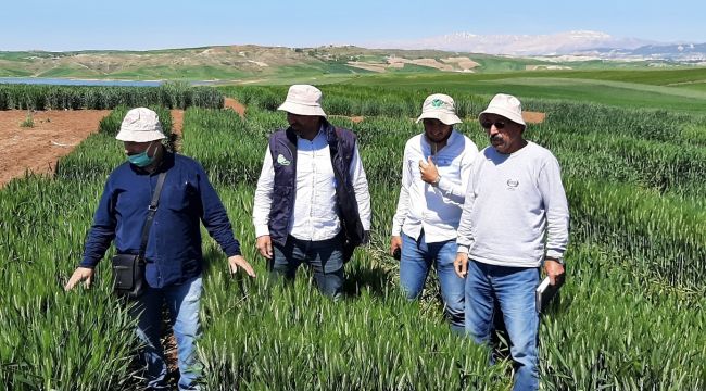 Harran Üniversitesi’nde Kuraklığa Karşı İki Yeni Buğday Çeşidi Geliştirildi