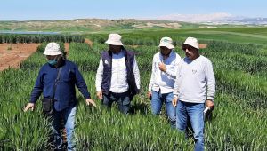 Harran Üniversitesi’nde Kuraklığa Karşı İki Yeni Buğday Çeşidi Geliştirildi