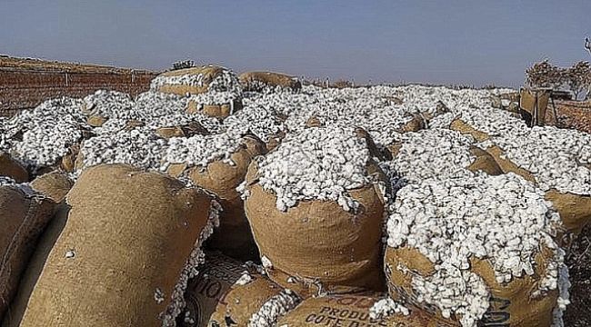 Urfa Ticaret Borsasında pamuk fiyatları belli oldu