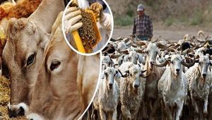 Bakanlıktan yöresel hayvancılık projelerine hibe desteği