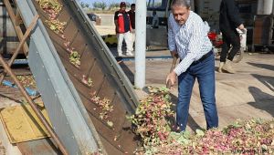 Fıstığın başkenti Şanlıurfa'da hasat heyecanı