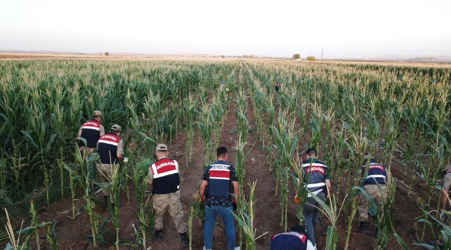 Şanlıurfa'da 160 bin kenevir bitkisi ele geçirildi