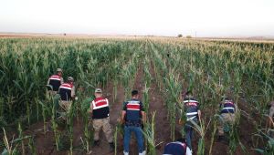 Şanlıurfa'da 160 bin kenevir bitkisi ele geçirildi