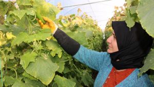 Siverek Belediyesi Sera'da sebze çeşitliliğini artırıyor