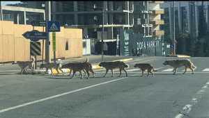 Urfa'da grup halinde dolaşan sokak köpekleri tehlike saçıyor!