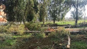 Harran Üniversitesi Eyyübiye Kampüsü'ndeki devasa ağaçlar kesildi!