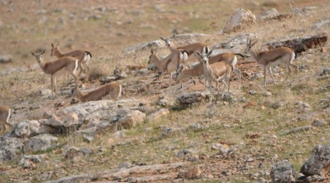 Kızılkuyu Yaban Hayatı Geliştirme Sahasında Çevre Felaketi