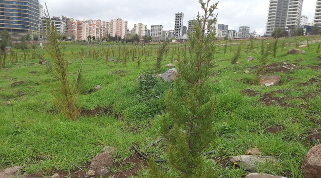 ŞOBM, Yanan Orman Alanları Yeniden Ağaçlandırılıyor