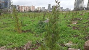 ŞOBM, Yanan Orman Alanları Yeniden Ağaçlandırılıyor