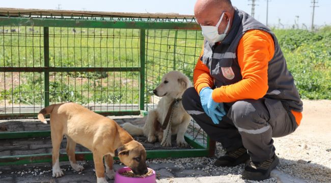 Şanlıurfa Büyükşehir Belediyesi Sokak Hayvanları İçin Mama Üretimine Başladı