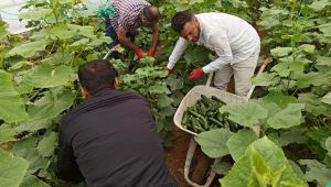 Eyyübiye Sera Kent’te Yeni Sezon Hasat Başladı