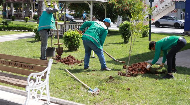 Haliliye Belediyesi İle Parklar Ağaçlandırılıyor