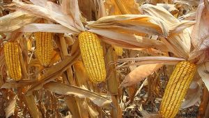 Şanlıurfa'da yılda kaç hektar mısır ekiliyor?