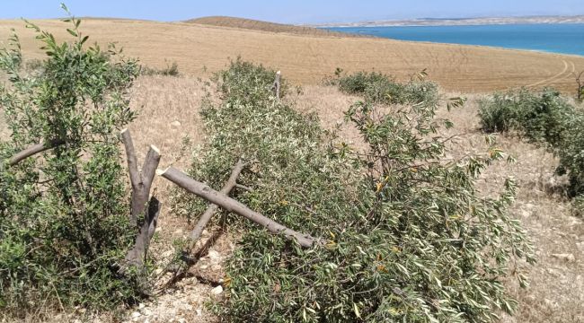 Hilvan'da zeytin ağacı katliamı!