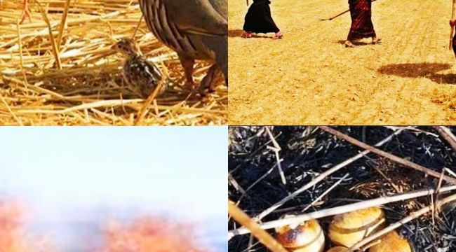 Profesör Öztürkmen, Diyarbakır ve Mardin'de Anız Yakımından Kaynaklanan yangınlar için uyardı!