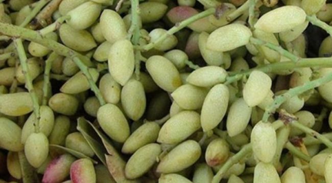 Boz Kavlak Fıstık Piyasada Satıldı