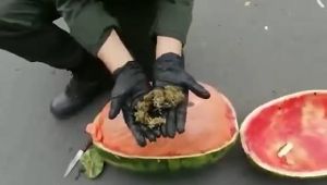 Sonunda Bu da Oldu! Karpuzun İçine Uyuşturucu Madde Saklamışlar