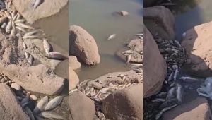 Urfa'da Balık Ölümlerinin Sebebi Ne?
