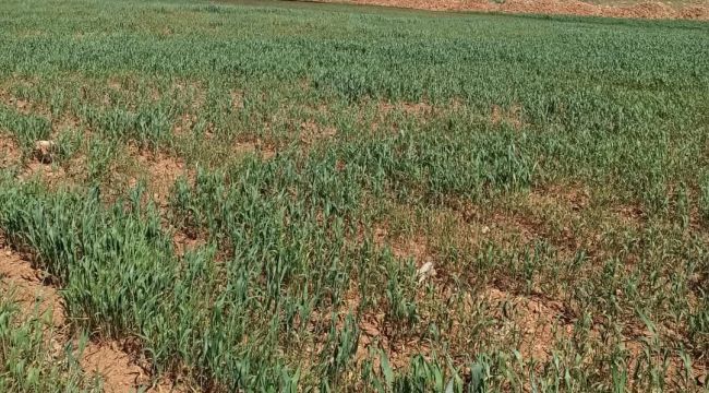 Topçu Gündaş Sulama Birliği'nin Suyu Bırakmaması Çiftçileri Zor Durumda Bıraktı