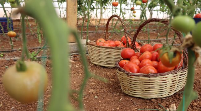 Büyükşehir'de Sebzeler, Hem Sofraya Hem De Ekonomiye Katkı Sağlıyor