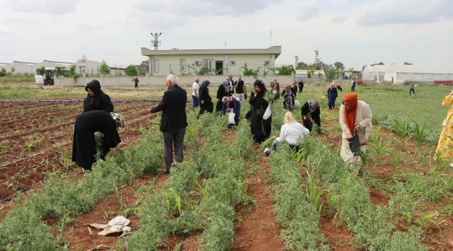 Büyükşehir’den Emekli Kadınlara Yönelik “Süs Bitkisi Yetiştiriciliği Eğitimi”