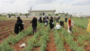 Büyükşehir’den Emekli Kadınlara Yönelik “Süs Bitkisi Yetiştiriciliği Eğitimi”