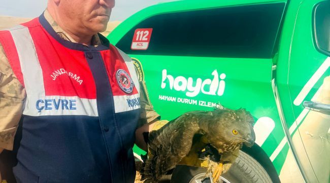 Halfeti'de Yaralı Kızıl Şahin Bulundu: HAYDİ Ekiplerinden Duyarlı Müdahale