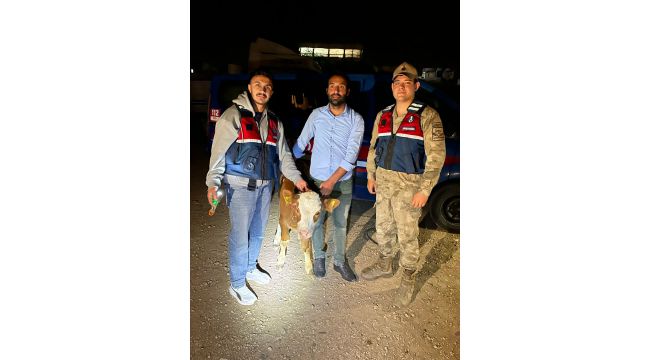 Şanlıurfa'da Çalınan 4 Büyükbaş Hayvan Jandarma Tarafından Sahibine Teslim Edildi
