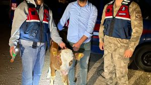 Şanlıurfa'da Çalınan 4 Büyükbaş Hayvan Jandarma Tarafından Sahibine Teslim Edildi