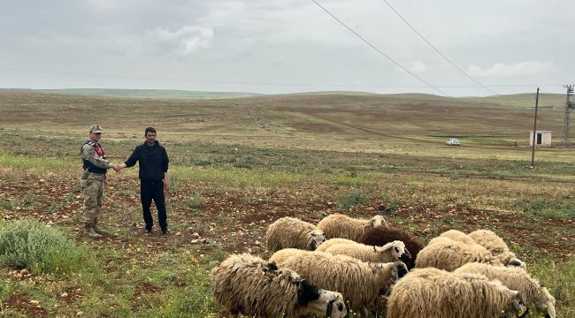 Şanlıurfa'da Kayıp Hayvanlar Jandarma Tarafından Bulundu