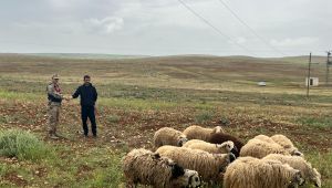 Şanlıurfa'da Kayıp Hayvanlar Jandarma Tarafından Bulundu