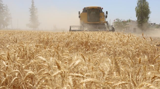 Büyükşehir Belediyesi, 270 Dekarlık Arazide Buğday Hasadına Başladı