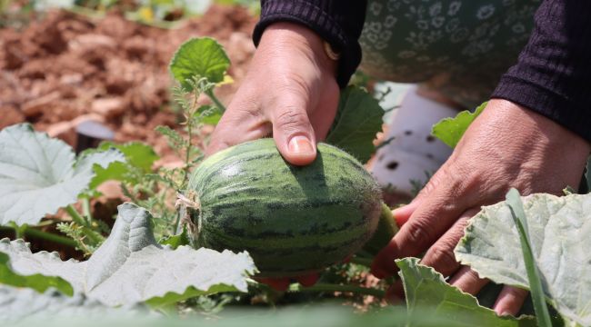 Büyükşehir, İlk Ata Tohumu Hasadını Gerçekleştirdi