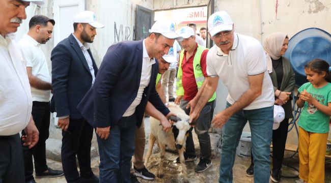 Eyyübiye Belediyesi’nden Kurban Bayramı’nda Anlamlı Destek: Yüzlerce Yetim Ailesine Canlı Kurbanlık Dağıtıldı