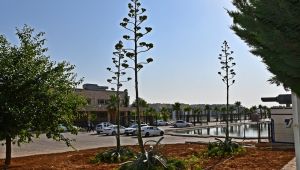 Sabır Çiçeği Harran Üniversitesi’nde Açtı  