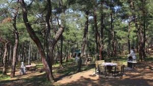 Şanlıurfa Ormanlarıyla İlgili Önemli Kararlar Alındı