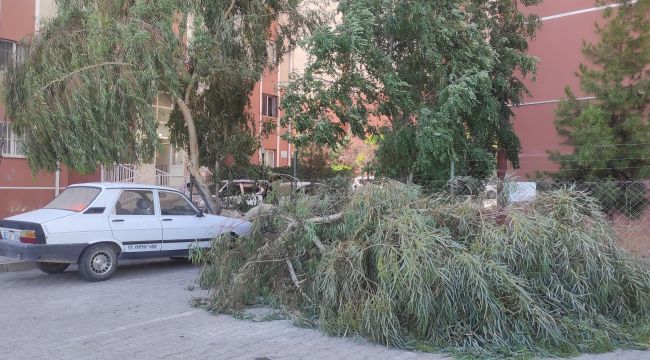Seyrantepe'de Fırtına Koptu: Ağaç Otomobilin Üzerine Devrildi