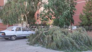 Seyrantepe'de Fırtına Koptu: Ağaç Otomobilin Üzerine Devrildi