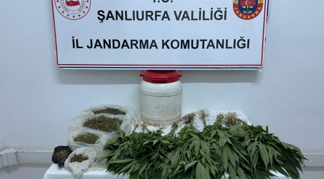 Suruç'ta Uyuşturucu Operasyonu: Kenevir ve Kubar Esrar Ele Geçirildi
