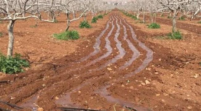 Urfa’da çiftçinin talebi: fıstığın kurtuluşu için baraj suyu istiyoruz