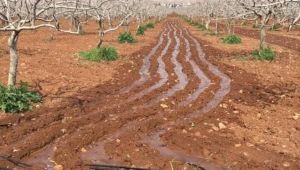 Urfa’da çiftçinin talebi: fıstığın kurtuluşu için baraj suyu istiyoruz