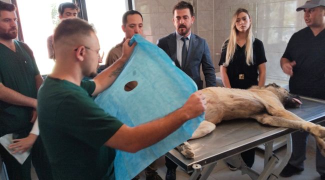 Sahipsiz Hayvanlar İle İlgili Çalışmalar Devam Ediyor